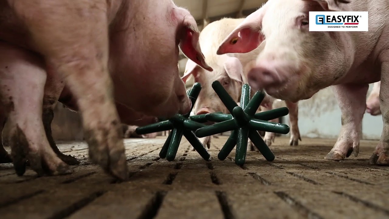 豚用おもちゃ　EASYFIX(豚用フロアートイ)